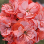 예쁜제라늄 K, 허니미소, 밝은미소 작품, 한국제라늄 농장직송 모종 : 예쁜제라늄농장