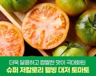 단짠단짠 대저토마토 2.5KG (중대과) : 일만상회