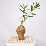 탈리늄 카프룸 - 멋진 바디와 노란 꽃이 멋진 3065 : 아프리카식물-사바나농장