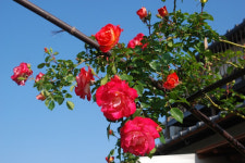 장미나무 하루가제 사계넝쿨 3년생 : 에버그린농원