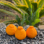 (농장이필요해)제주도 서귀포 효돈 한라봉 2kg 가정용 선물세트 : 제주사람이 팝니다