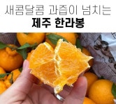 제주 한라봉 2kg 가정용 : 일만상회