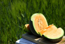 26년 첫 함안 연이네농장 산지직송  고당도 노을메론 8kg : 연이네메론