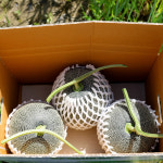 26년 첫 함안 연이네농장 산지직송 선물용 고당도 노을메론 4kg : 연이네메론