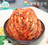 태백 고냉지 생 포기 배추 김장 김치 10kg 태백골 태백산 샬롬 김치 : 샬롬맛있는김치