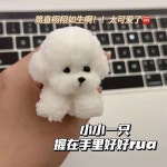 모루인형 모루철사 모루인형만들기 긴 머리 두꺼운 암호화 트위스트 스틱 강아지 재료 : 친절한최씨