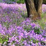 보라유채 (소래풀) 씨앗 400립 대포장 : 모야모가든센터