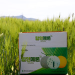 26년 첫 함안 연이네농장 산지직송 선물용 고당도 노을메론 4kg : 연이네메론