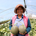 26년 첫 함안 연이네농장 산지직송 선물용 고당도 노을메론 4kg : 연이네메론