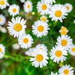 키작은샤스타데이지 씨앗 1000립 대포장, 파종첫해부터 개화 : 모야모가든센터