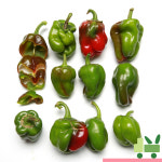 청피망 5Kg (보통) : 사라상회
