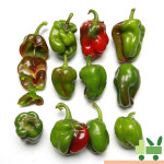 청피망 2Kg (보통) : 사라상회
