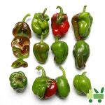 청피망 10Kg (보통) : 사라상회