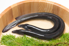 국산 자포니카 풍천 민물장어 1kg 초벌구이 캠핑장어 순살 장어선물세트 손질 후 600g : 광주서림수산