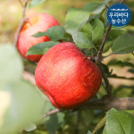 경북 부사 보조개 사과 5키로 10키로 시세 사과 종류 낙과 대과 2kg 5kg 10kg : 우리바다농수산