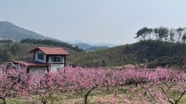 용화산 황토복숭아(백도/황도) : grovevillage