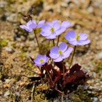 깽깽이풀 : 향기가 머무는 곳