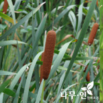 [나무인] 애기부들 수생식물 : 나무인 영농조합법인