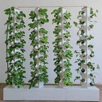 벽면 수경재배기 기둥 베란다 실내 넝쿨 채소 키우기 : 일프로스토어