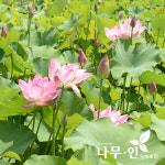 [나무인] 연꽃 수생식물 : 나무인 영농조합법인