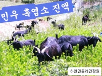 민우 흑염소 진액(하얀민들레+우슬+흑염소 외 8가지 약재) 100ml × 50포 : 하얀민들레건강원