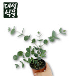 대성식물 유칼립투스 소형 비염에좋은 공기정화식물 실내화분 플랜테리어 : 대성식물