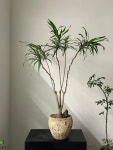 드라세나 자바 : deep garden