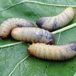 건조굼벵이 100g 국산 말린 굼뱅이 한방차 건강차 : 좋은약초