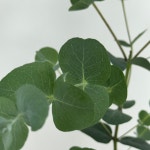 대성식물 유칼립투스 소형 비염에좋은 공기정화식물 실내화분 플랜테리어 : 대성식물