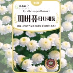 피버퓨씨앗 50립 화란국화 종자 꽃씨 몰 휘버휴씨앗 타나세툼 : 주주씨앗