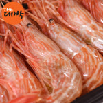 독도새우 활 독도 꽃새우 닭새우 500g : 더대박