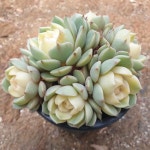 [수암다육] 컬러 벤바디스 랜덤발송 Echeveria Ben Badis 다육 다육이 다육식물 반려식물 국민다육 648 밴바디스 : 수암다육농장