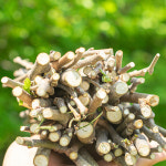 헤이랜드 뽕나무 가지 토끼 기니피그 이갈이 100g : 헤이 랜드