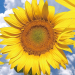 풍수 그림 포스터 인테리어 액자 맑은하늘 세송이 해바라기 4x6 : 스웨리움