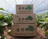 무농약 곰취 나물 제철 봄나물 1kg 산지직송 생 곰취 : 산들자연