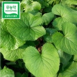 강원도 유기농 곰취 나물 산나물 제철 쌈 채소 농장직송 : 산들자연
