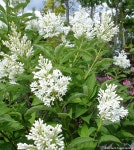 라일락 프레스토니아 아그네스 스미스 C3포트 향수라일락 왜성라일락 조경수 신품종 향기꽃 : 꽃보러가자