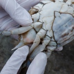 [꽂게] 태안 서해안 꽃게 활꽃게 냉동 절단 꽃개 숫 꽂개 암꽃게 1kg : 동해바람 제철음식농수산