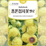 폼폰 접시꽃씨앗 10립 하모니핑크 겹접시꽃 종자 씨 노란색 꽃씨몰 종자 노지월동 야생화 : 주주씨앗
