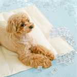 펫투데이 쿨쿨매트 강아지 쿨매트 XL 사이즈 : 펫투데이