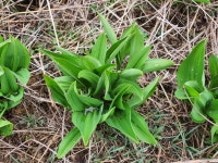 곰취 참취 눈개승마 모종 105구 종근 뿌리 씨앗 재배 : 홍천삼포농장