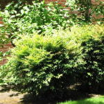 남천 레몬라임 꽃나무 조경수 정원수 사각포트 : 더블유가든센터