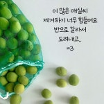국산 매실씨 빼는기계 까는기계 제거기 통 매실작두 : De.De