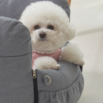 레드퍼피/홀푸스카시트 : REDPUPPY