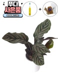 쭈다(jju da) | 쭈다 칼라데아오나타 수경재배식물 키우기 쉬운 식물 수중 식물 반려식물 : jju da - 쭈다