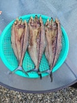 반건조 삼치(고시) (35~40cm)3미 : 떡판들산골생선
