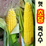 햇 초당옥수수 생옥수수 햇옥수수 고당도 : 맛고을장터