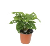 자연in원예 원예체험키트 실내 공기정화식물 플랜테리어 반려식물 : 자연in원예