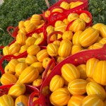 꿀당도 성주 참외 한박스 농장 가정용 못난이참외 시세 효능 : 아빠는 과일대장