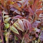 경북 청도 자연산 가죽나물/1kg/산지직송/무료배송 : 신토불이 농특산물